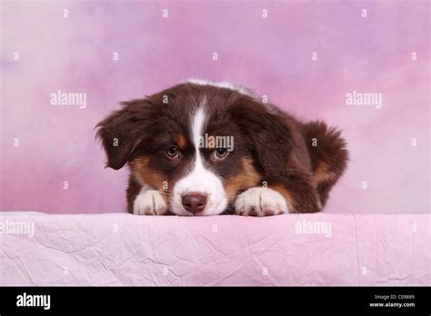 Australian Shepherd Puppy Stock Photo Alamy