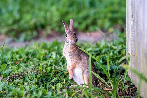 3 Ways To Keep Rabbits Out Of Your Garden