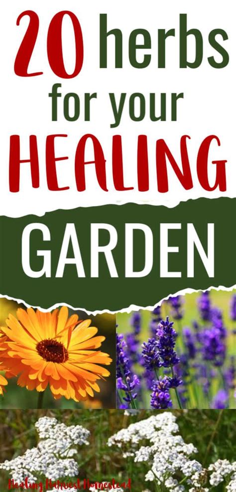 20 Medicinal Herbs To Grow In Your Healing Garden Make Your Own Herbal