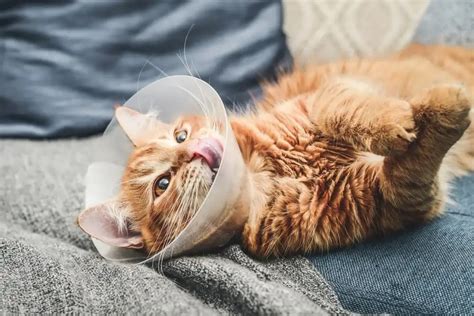 Cat Hernias Symptoms And Surgery Cost Metlife Pet Insurance
