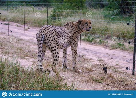 Africa Cheetah Stock Image Cartoondealer Com