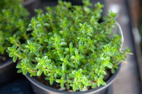 Herbal Guide To Thyme Growing Guide Thyme Benefits And Uses