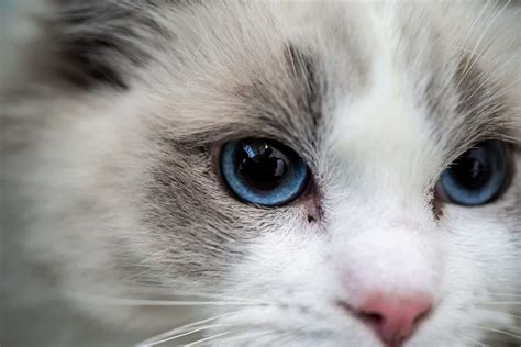 Ragdoll Cat Price The Costs You Need To Know