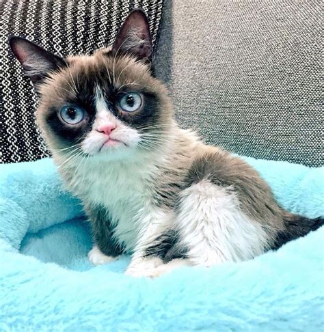 17 Best Images About Grumpy Cat On Pinterest Cats