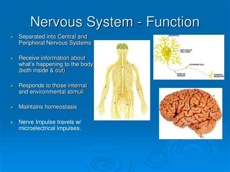 Ppt The Nervous System Powerpoint Presentation Id5280700