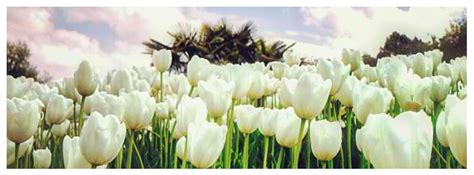 White Tulips Field Of Flowers Facebook Cover Photo Fb Covers
