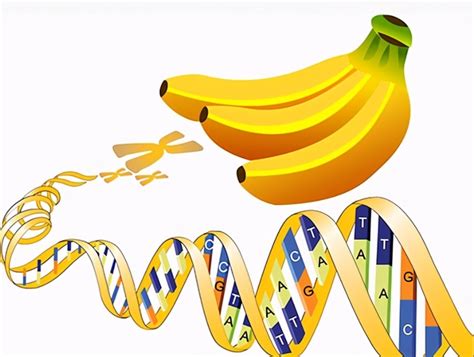 Humans Share 50 Dna With Bananas The Fascinating Facts About The Scientific World