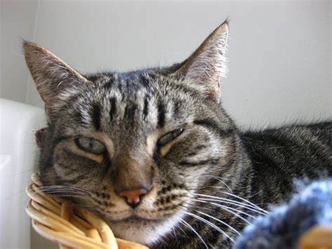 Like humans, as cats age they can develop conditions that impact their movement let's start with a couple of questions to get you thinking: Feline dementia