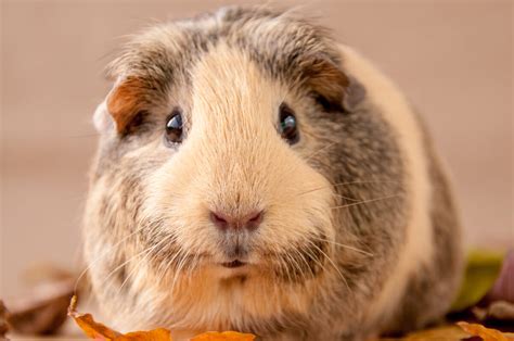 Fibre is found in pellet food and is abundant in. How to Potty Train a Guinea Pig | Tips for Successful ...