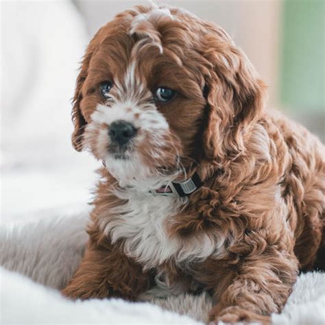 Contact us today to learn more about our cavapoo puppies! #1 | Cavapoo Puppies For Sale By Uptown Puppies