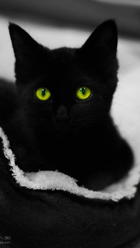 Cute Black Cats Wallpaper