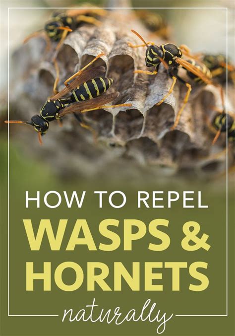 How To Get Rid Of Wasps And Hornets Without Chemicals Get Rid Of