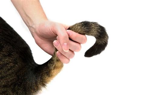 What To Do If You Accidentally Step On Your Cat All About Cats