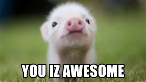 You Iz Awesome Cute Pig Meme Generator