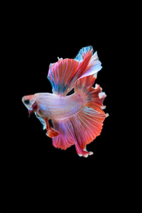 6 Causes Of The Betta Fish Vertical Death Hang Fishkeeping Advice