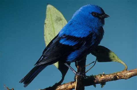 Blue And Black Tanager Tangara Vassorii Bolivia Colombia Ecuador