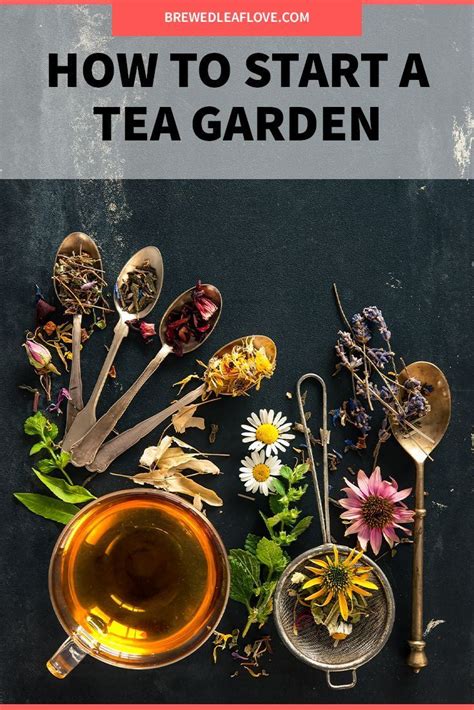 Which Herbs Should You Plant To Grow Your Own Herbal Teas In Your Own Herbal Tea Garden What