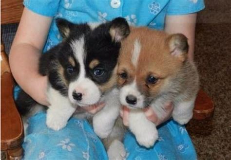 Find a great texas dog looking for a dog breeder in texas? Adorable Purebred Corgi Puppies For Sale