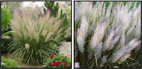 Korean Feather Reed Grass Hinsdale Nurseries