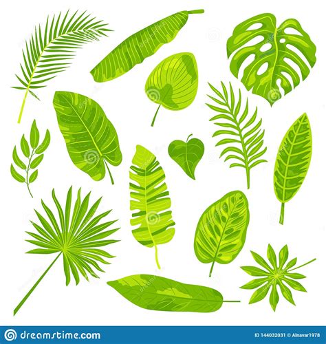Tropical Leaves Vector Illustration Set Stock Illustration - Illustration of island, indonesia ...