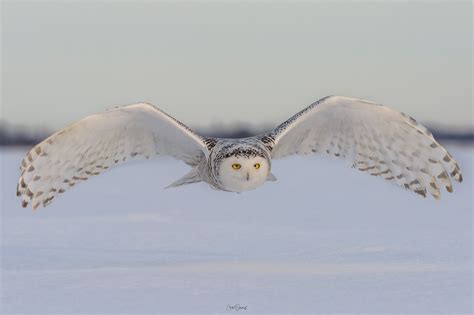 Flickrp2k3ivp6 Snowy Owl Los Búhos Nivales Son Diurnos Y