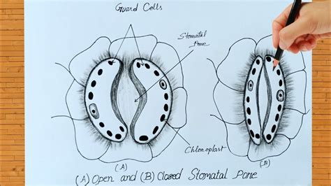 Open And Closed Stomata Diagram