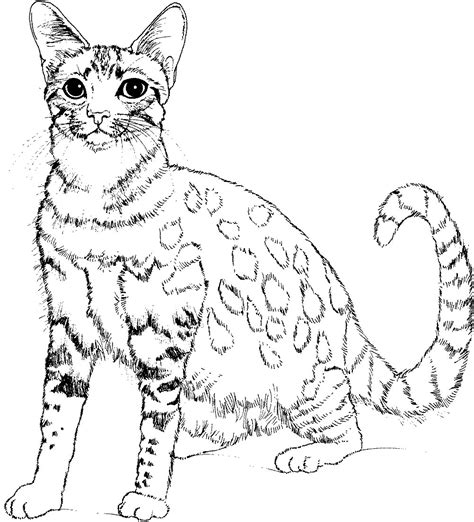 Cat Coloring Pages For Kids Coloringpageone