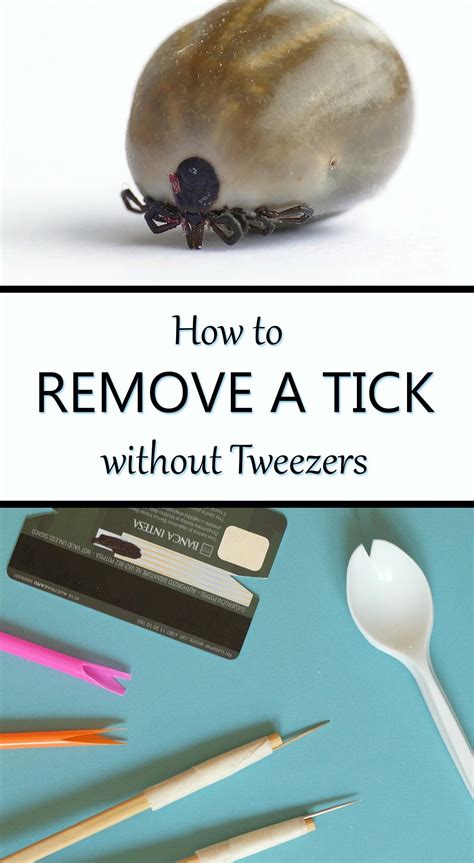 7 Ways To Remove A Tick Without Tweezers Or A Tool In 2021 Ticks