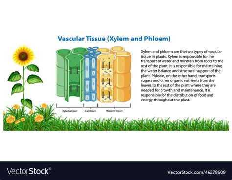 Diagram Showing Vascular Tissue Xylem And Phloem Vector Image
