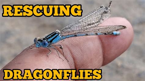 The Rescue Of The Dragonflies Youtube