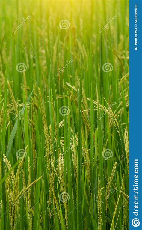 Green Rice Trees In The Fields From Asia Stock Photo Image Of Asia