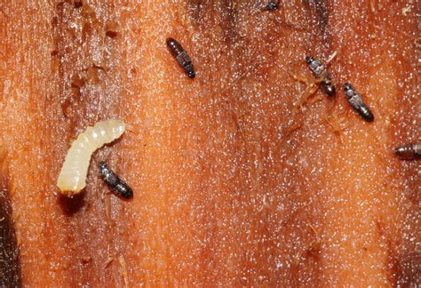 Rove Beetles Hunt Larva Rove Beetle Phylum Arthropoda S Flickr