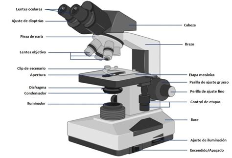 Partes Del Microscopio 2024