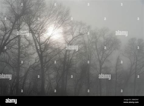 The Sun Shining Through Trees In The Forest With Thick Dense Misty Fog