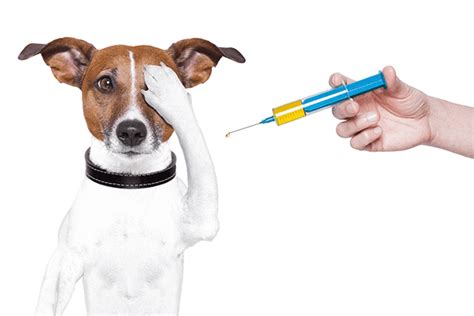 Darbojas veterinārārsti un dzīvnieku klīnikas aktivitātēs. Pet Vaccinations | Vaccine Veterinarian Tulsa | Affordable ...