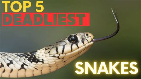 Top 5 Deadliest Snakes In The World Youtube