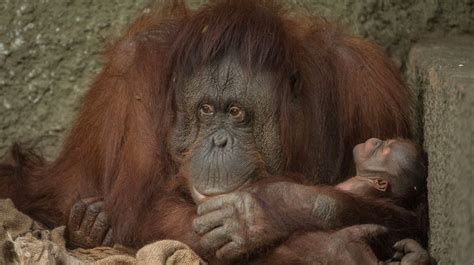 Endangered Orangutan Born At Chester Zoo Itv News Granada