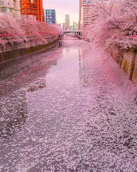 This Stunning Snapshot Of Japans Cherry Blossom Bloom 21 Pictures