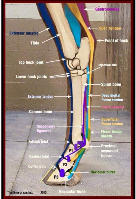 Leg Anatomy Horse Health Horse Care Horse Anatomy