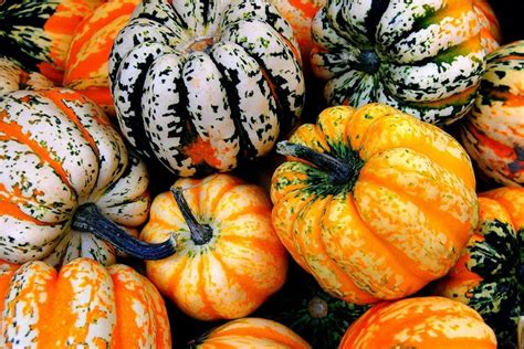 Carnival Acorn Squash Seeds For Planting Colorful Squash Grow Your
