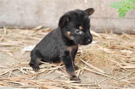 Miniature Pinscher Mix Puppy Adopted 9 Years 9 Months Chi Yaya Min