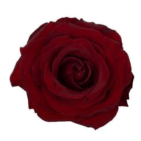 100 Dark Red Roses J R Roses Wholesale Flowers Dark Red Roses Rose Images Rose