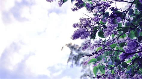 1920x1080 Lilac Flowers Tree Laptop Full Hd 1080p Hd 4k Wallpapers Images Backgrounds Photos