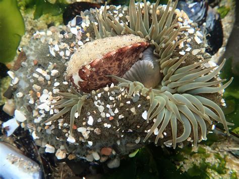 Sea Anemone Life Cycle