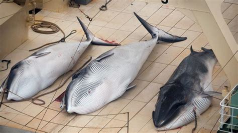 Japan Kills 333 Whales In Annual Antarctic Hunt Despite Global