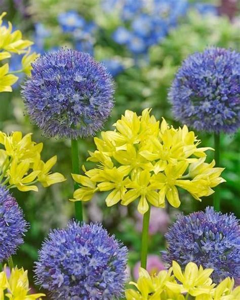Allium Collection Marisol Bulbs Blue Yellow Alliums — Buy Online