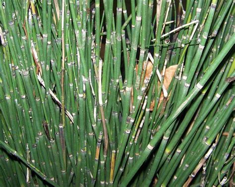 15 X Horsetail Reed Bamboo Looking Zen Garden And Pond Plants 15 Inches