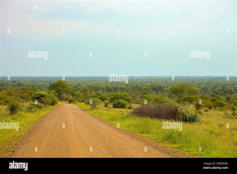 Dirt Road And Trees Scenery In South African Game Reserve Stock Photo