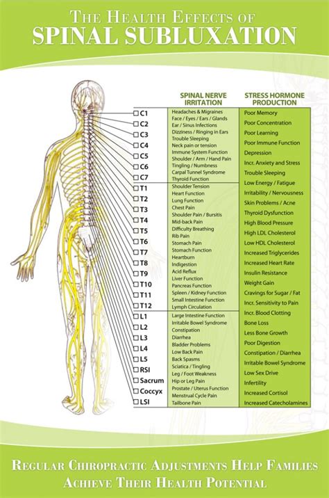 Printable Spinal Nerve Chart Free Printable Calendar