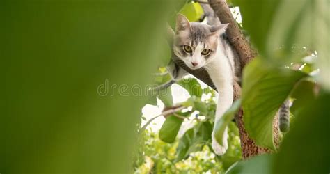 A Cat Sleeping On A Tree Stock Photo Image Of Sleep 228999556